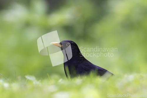 Image of beautiful male Turdus merula on green lawn