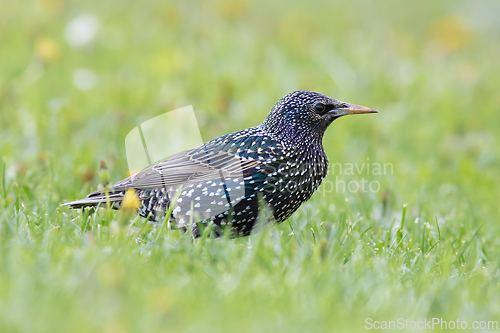 Image of beautiful starling in mating season