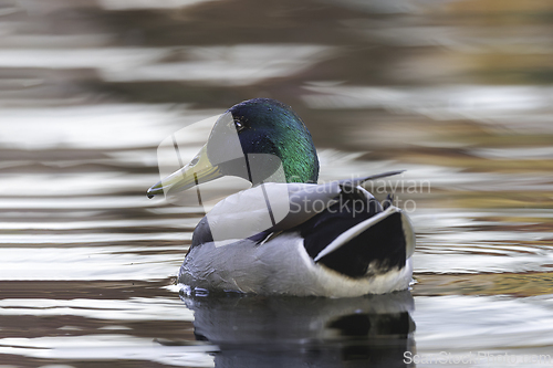 Image of colorful large mallard drake on water surface