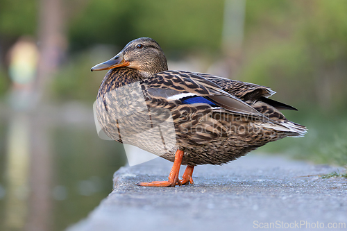 Image of colorful mallard hen standing near the duck pond