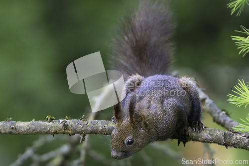 Image of cute wild european squirrel