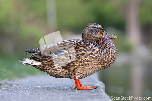 Image of female mallard standing near the duck pond