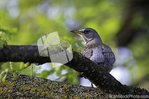 Image of fieldfare hiding in the tree