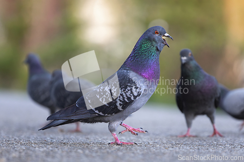 Image of hungry pigeon in the park