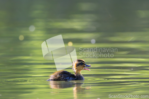 Image of tiny mallard duckling on pond