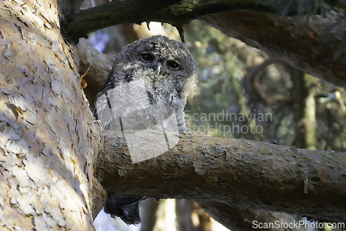 Image of young curious tawny owl un in a pine