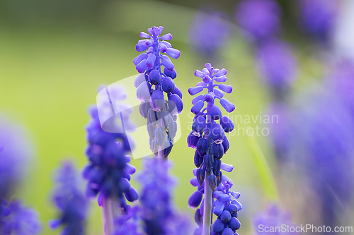 Image of azure grape hyacinth in full bloom