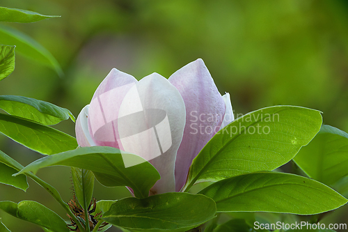 Image of beautiful magenta magnolia flower