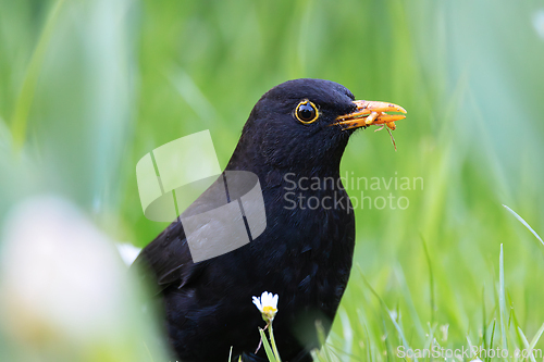 Image of closeup of male common blackbird