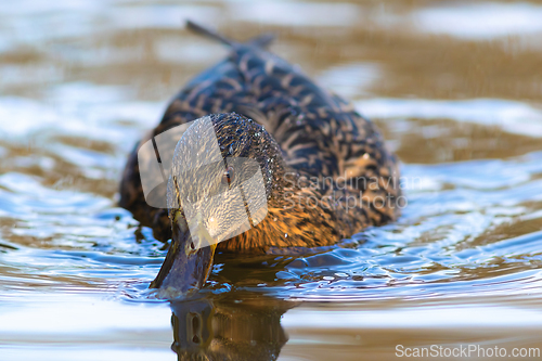Image of cute female mallard on water surface