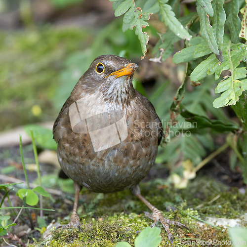 Image of female common blackbird hiding in the bushes