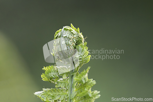 Image of fern before expanding into full leaf