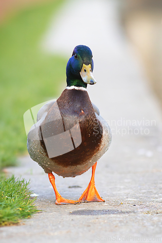 Image of funny mallard drake walking