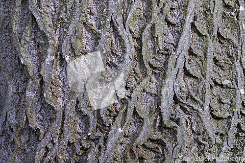 Image of interesting natural pattern on linden bark