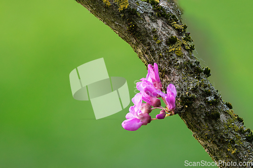 Image of japanese cherry flower from tree trunk