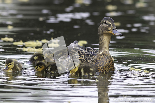 Image of mallard hen with newborns on duck pond