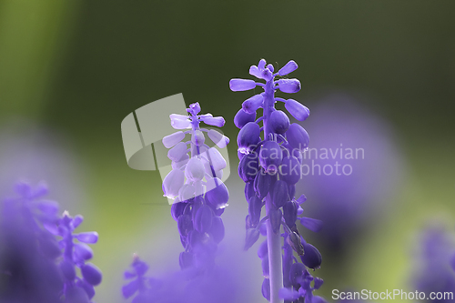 Image of azure grape hyacinth focus stack