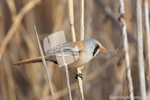 Image of bearded reedling in natural habitat