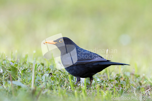 Image of beautiful male blackbird on green lawn