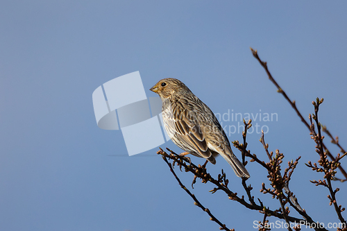 Image of corn bunting up in a tree