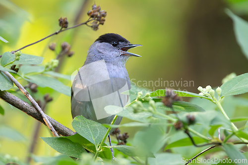 Image of eurasian blackcap singing in mating season