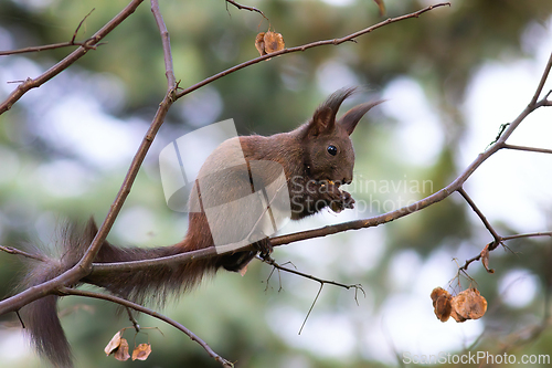 Image of eurasian red squirrel up in the tree