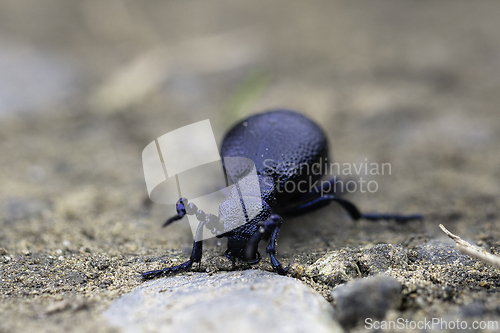 Image of european oil beetle closeup