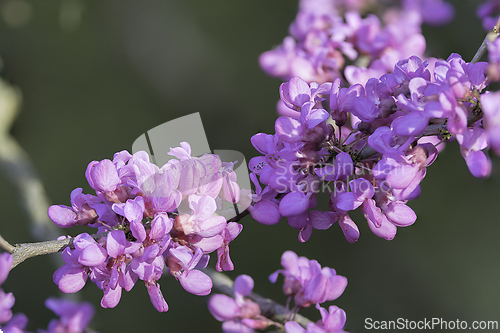 Image of japanese cherry in full bloom