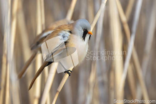 Image of male bearded reedling