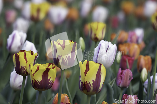 Image of motley tulips in the garden