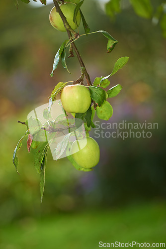 Image of Green apples, orchard and farm for agriculture, summer season and garden for countryside, tree and plant. Fruit, nature and leaf in outdoor, environment and nutrition in healthy organic harvest