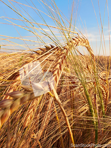 Image of Wheat, farm and closeup in field with plant, leaves or growth of grain for development of agriculture. Sustainable, farming and crop of organic food, grass and outdoor in summer, nature or pasture