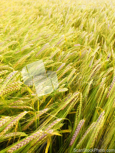 Image of Wheat, farm and growth in field with plants, leaves or green grain in production for agriculture. Sustainable, farming and crop of organic food, grass and outdoor in summer, nature or pasture