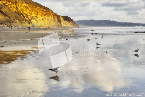 Image of Nature, coast and birds on beach by ocean for tropical holiday, vacation and travel destination. Nature, island and seagulls by seashore, waves and water in Torrey Pines Beach, San Diego, California