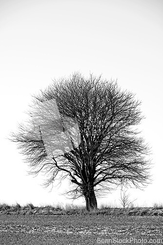 Image of Forest, black and white with trees, nature and sunshine with sustainability and environment with ecology. Eco friendly, empty and bark with field and leaf with countryside and spring with agriculture