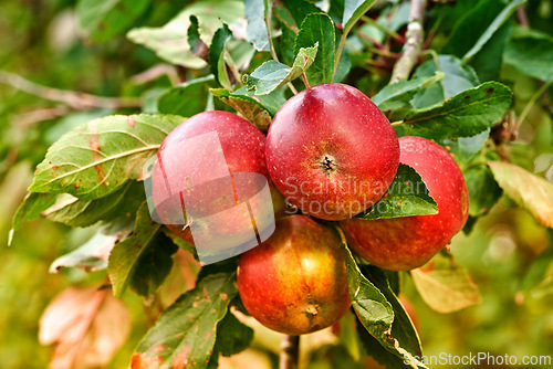 Image of Red apples, orchard and nature for agriculture, summer season and garden for countryside tree and plant. Fruit, farm and leaf in outdoor, environment and nutrition for healthy diet in organic harvest