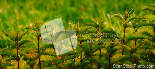 Image of Greenery, closeup and nature environment in forest ecosystem with garden park or vegetation, growth or field. Plants, woods and foliage or wild outdoors in tropical paradise, exploring or sunshine