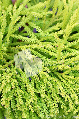 Image of Japanese, cedar and plant leaf in nature environment or outdoor ecosystem for green leaves, closeup or growth. Forest, bush and branches in woods or rural foliage in garden, outside or countryside