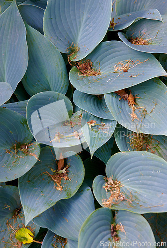 Image of Blue, hostas and plant in nature environment or outdoor in rainforest or tropical ecosystem, foliage or greenery. Sustainability, woods and summer growth or paradise ecology, field explore or leaf
