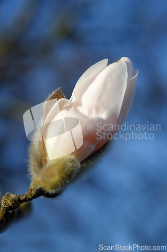 Image of Bud, nature and sky with flower, Japan and spring with nature and environment with sunshine and growth. Plants, closeup and earth day with leaf or sustainability with summer and floral with fresh air