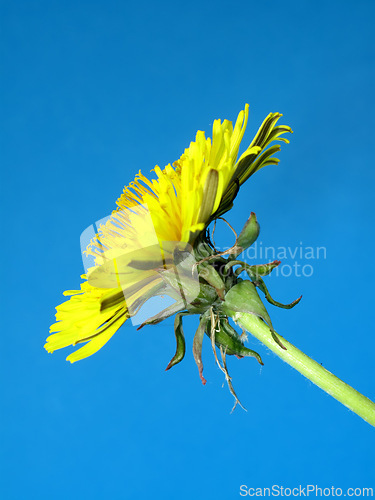 Image of Flower, dandelion and blue sky in nature in the countryside, environment and garden in summer. Leaves, plant and natural stem outdoor for growth, ecology and floral bloom on a background at park