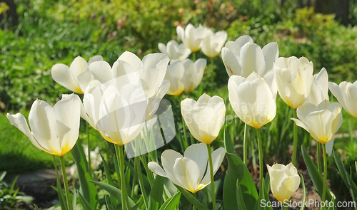 Image of Nature, spring and flowers in field with natural landscape, morning blossom and floral zen. Growth, peace and yellow tulip bush with green backyard garden, countryside and sustainable environment.