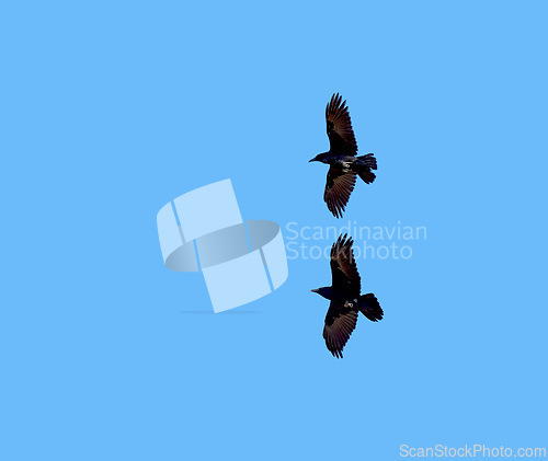 Image of Flight, freedom and birds on blue sky together, animals migration and travel in air. Nature, wings and crows flying in formation with calm mockup space, tropical summer and wildlife with feathers