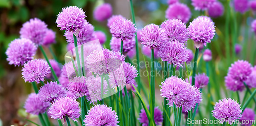 Image of Nature, morning and flowers in calm field with natural landscape, spring blossom and floral zen. Growth, peace and purple chives bush in green backyard garden, countryside and sustainable environment