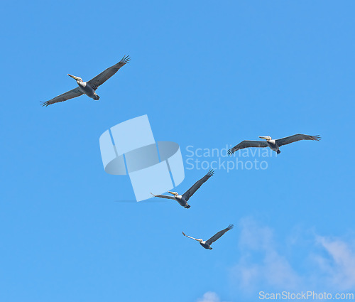 Image of Flight, freedom and group of birds on blue sky together, animals migration and travel in air. Nature, wings and flock flying in formation with calm clouds, tropical summer and wildlife with feathers