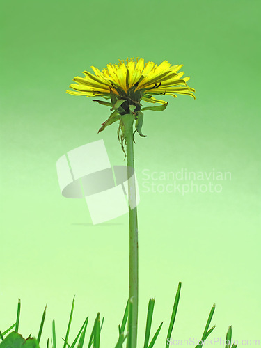 Image of Flower, dandelion and green grass in nature in the countryside, environment and garden in summer. Leaves, plant and stem outdoor for growth, ecology and floral bloom on a background mockup with lawn