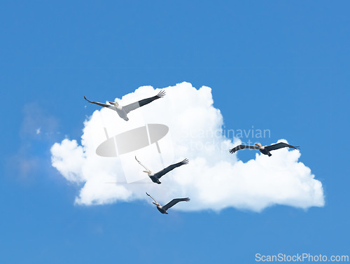 Image of Flight, cloud and group of birds on blue sky together, animals migration and travel in air. Nature, wings and flock flying in formation with calm freedom, tropical summer and wildlife with feathers