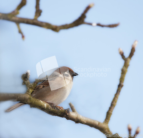 Image of Eurasian tree sparrow, nature and sky with bird, balance and feather for rest with ornithology. Garden, autumn and season with closeup, wildlife and ecosystem outdoor on branch in environment