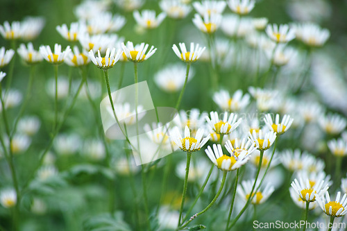 Image of Nature, spring and calm daisy field with natural landscape, morning blossom and floral bloom. Growth, peace and wild flower bush with green backyard garden, countryside and sustainable environment.