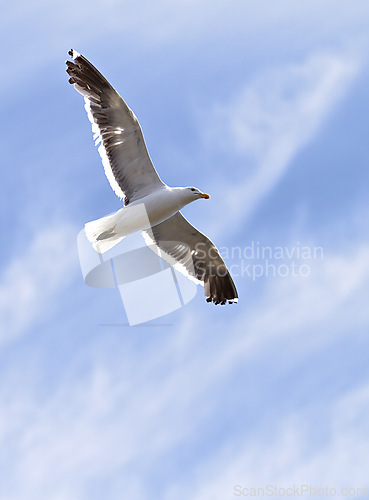 Image of Flight, freedom and bird in sky with clouds, animals in migration and travel in air. Nature, wings and seagull flying with calm, tropical summer and wildlife with feathers, hunting and journey